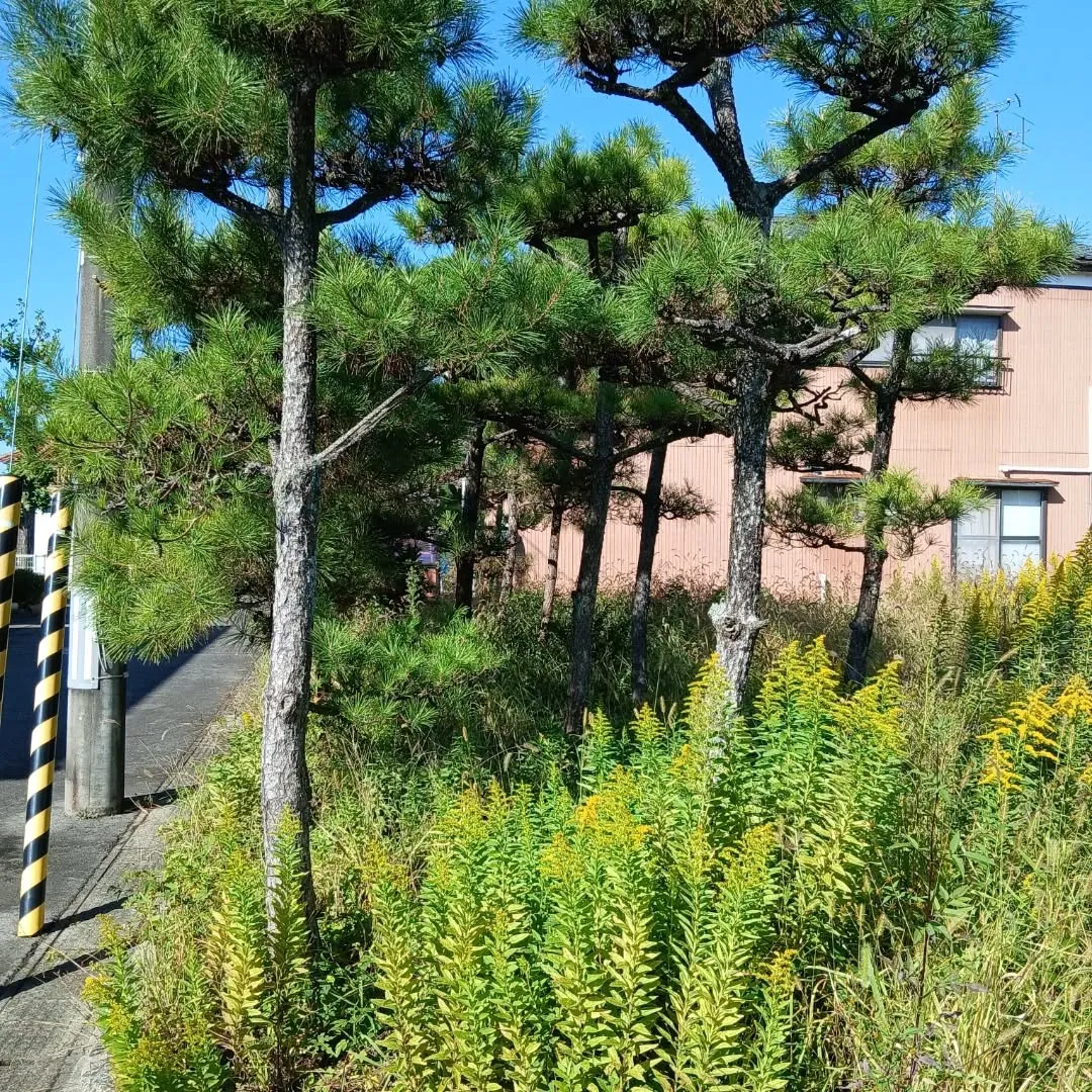 今日は新潟市江南区で、がんばりました！💪松の木と百日紅の伐採...