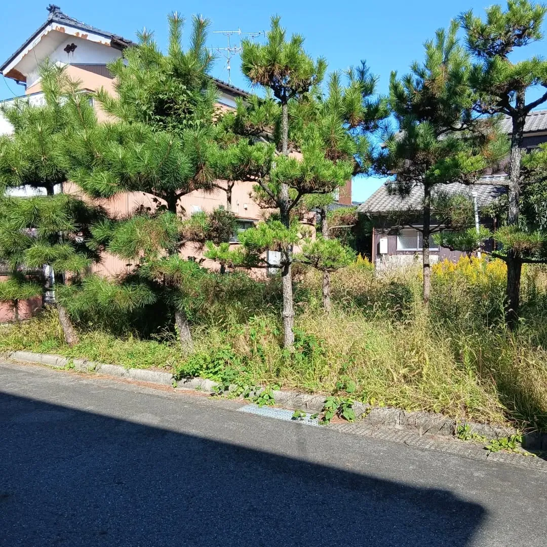 今日は新潟市江南区で、がんばりました!💪松の木と百日紅の伐採...