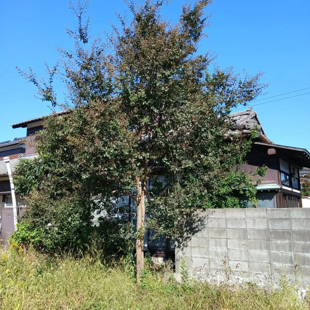 今日は新潟市江南区で、がんばりました!💪松の木と百日紅の伐採...