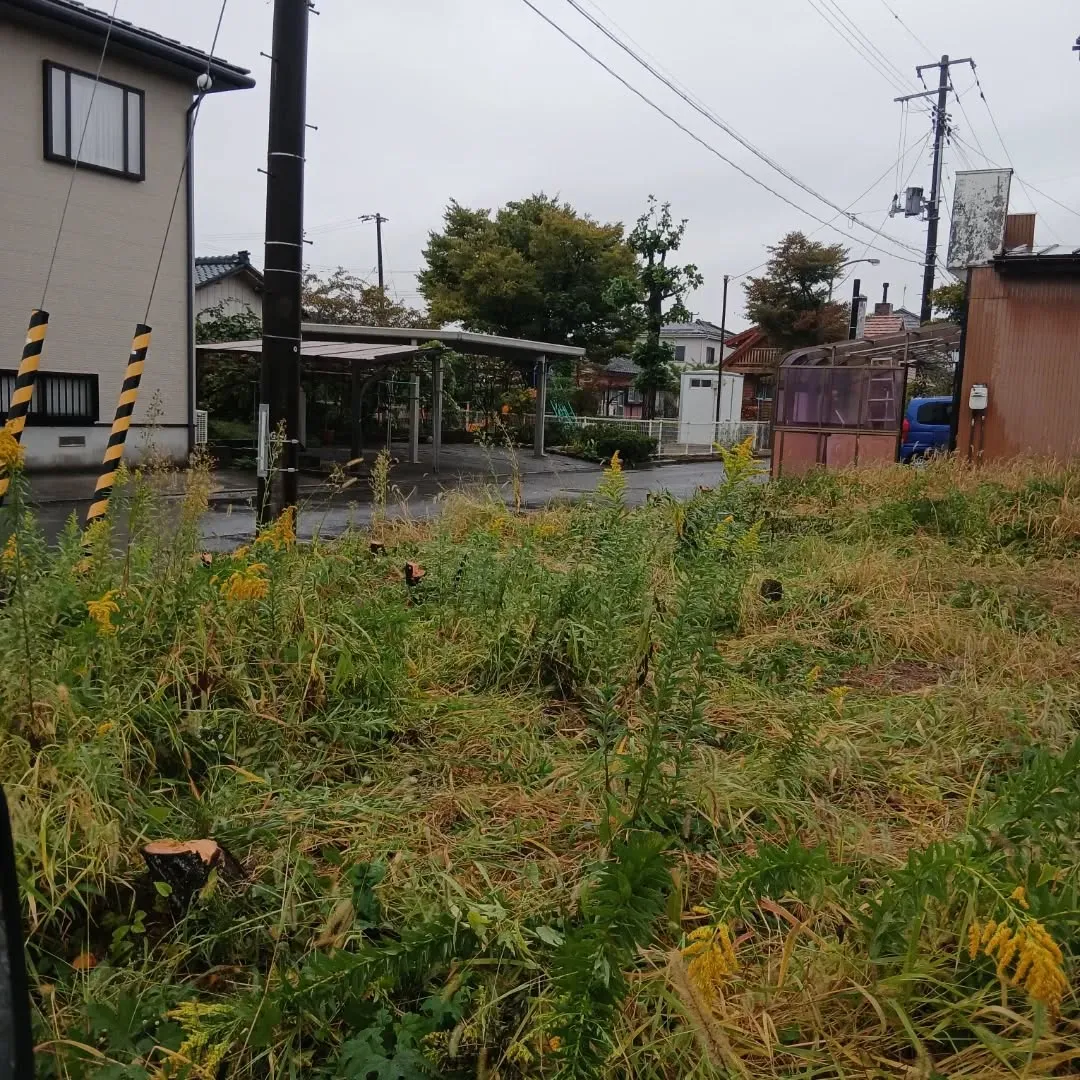 今日は新潟市江南区で、がんばりました!💪松の木と百日紅の伐採...