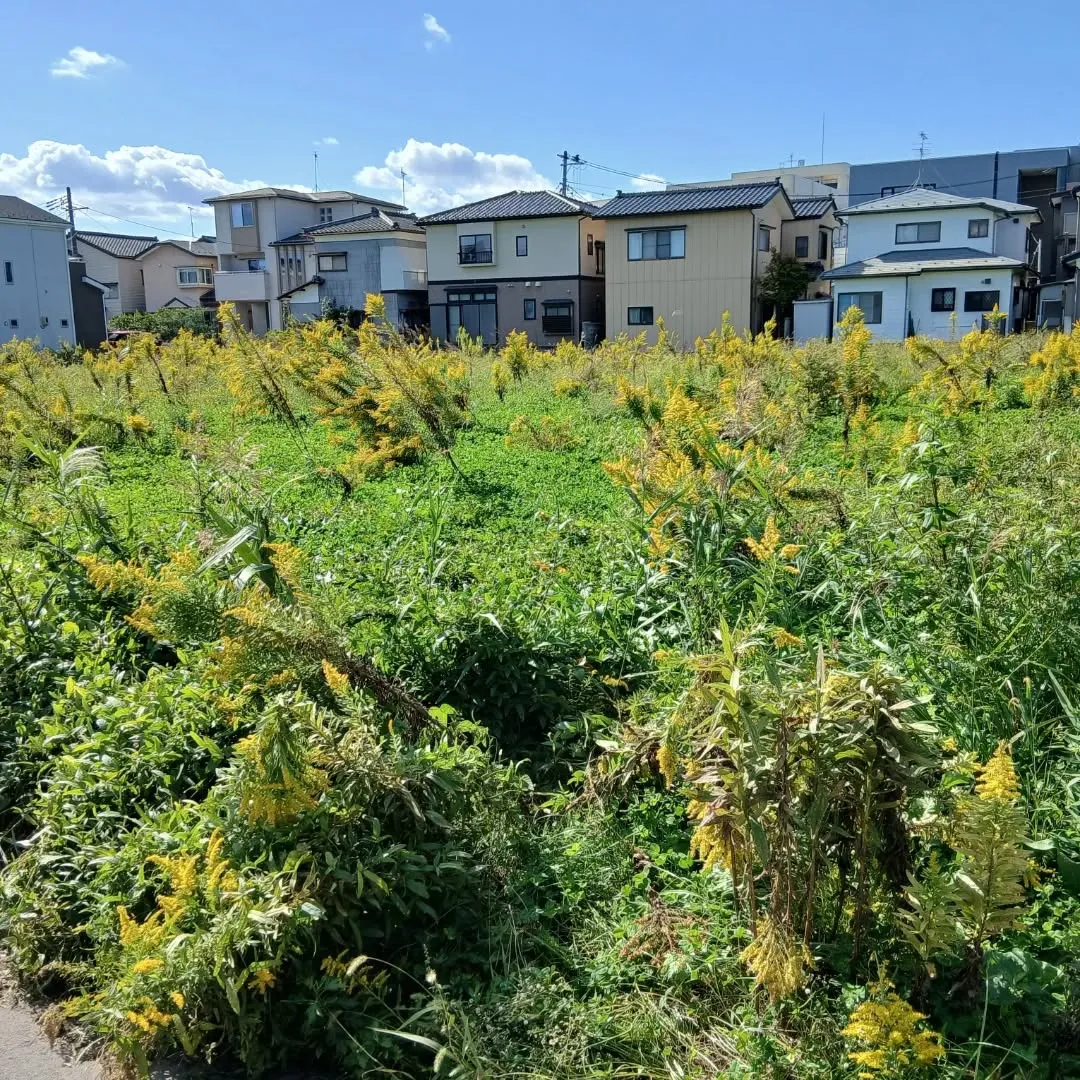 本日、600坪を超える広さの除草作業を無事に完了しました。