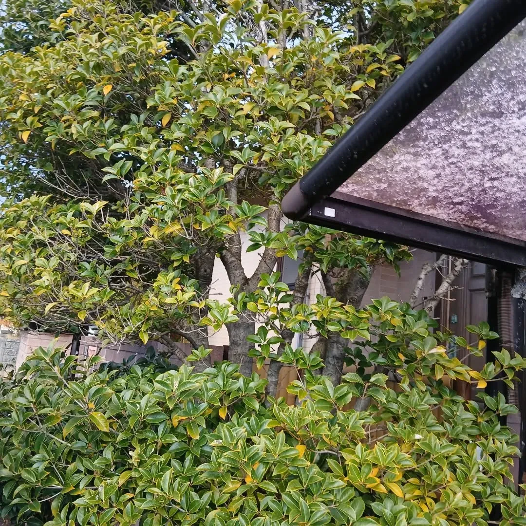 【不用品回収事例】庭木の伐採とエアコン撤去まとめて対応💪