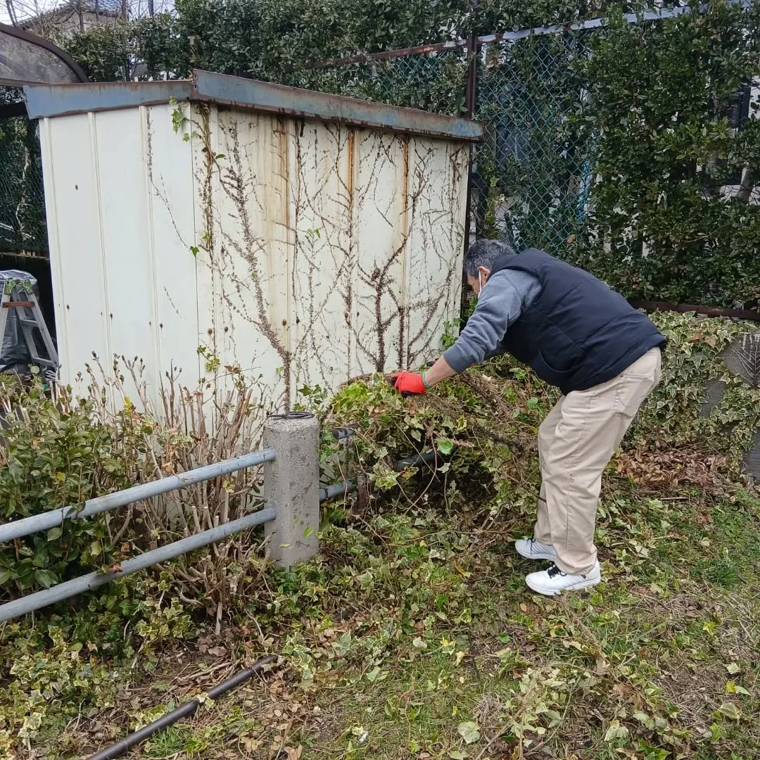 【新潟市北区】物置解体＆庭木伐採事例｜蔦の撤去から設置準備ま...