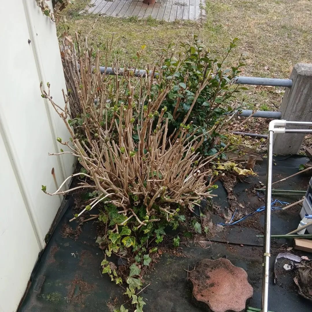 【新潟市北区】物置解体＆庭木伐採事例｜蔦の撤去から設置準備ま...