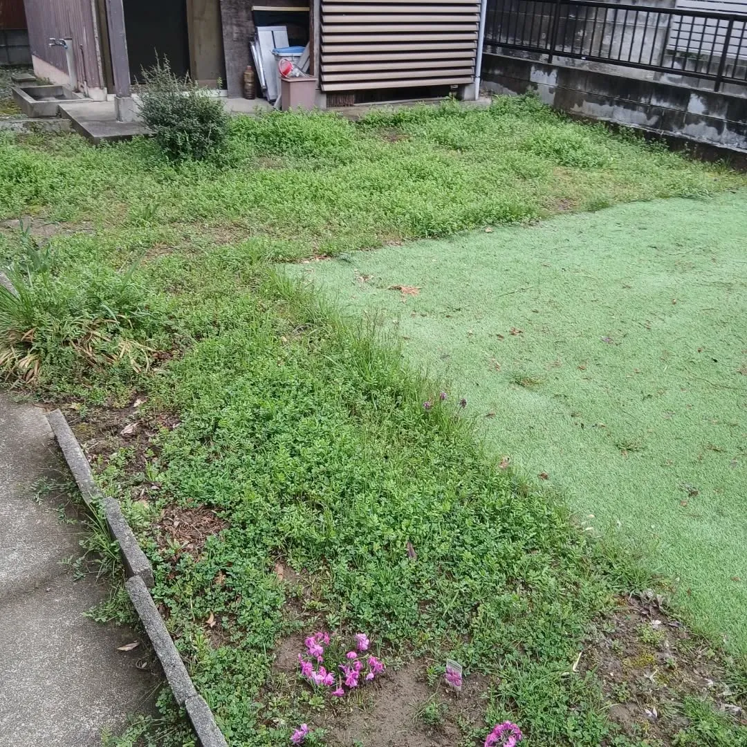 新潟市江南区｜月一回の草取りで綺麗を維持！大切な花を守る除草