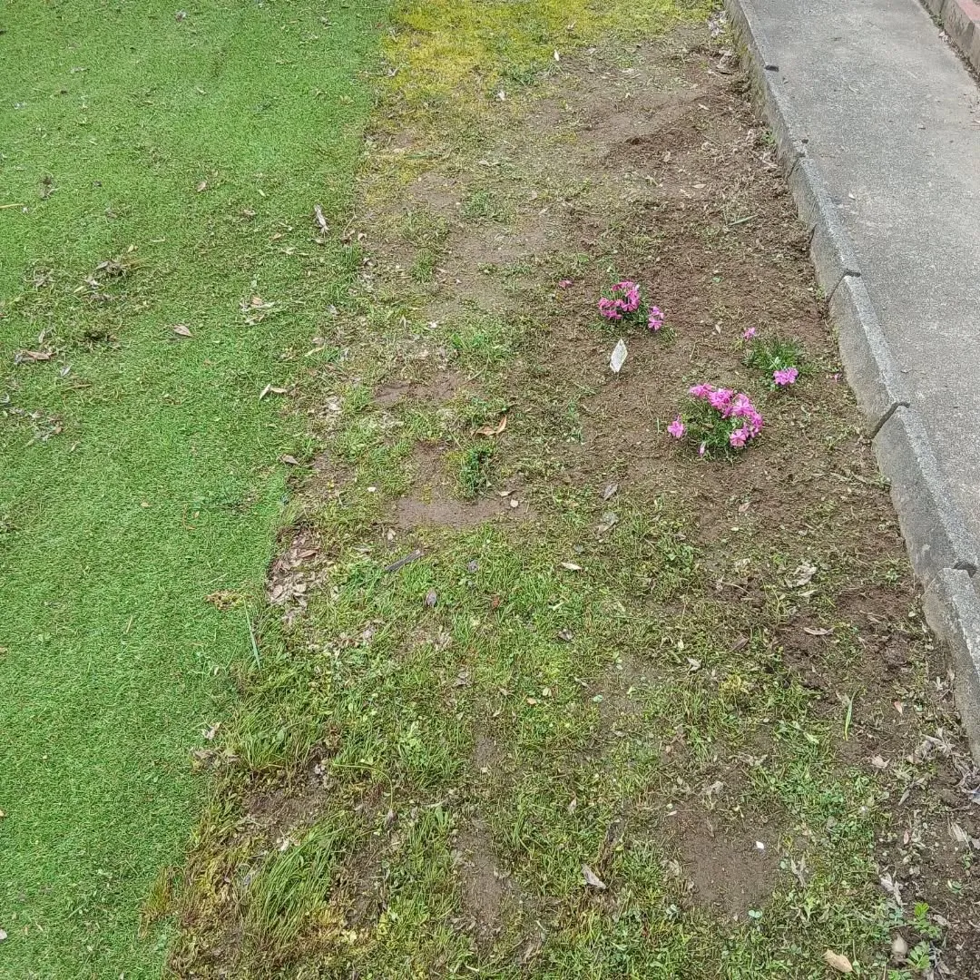 新潟市江南区｜月一回の草取りで綺麗を維持！大切な花を守る除草