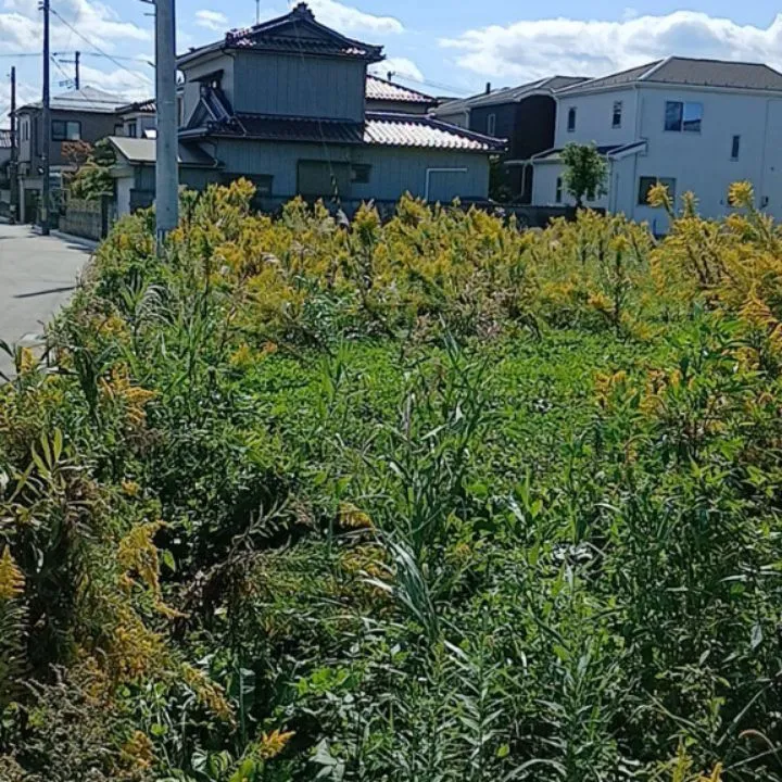本日、600坪を超える広さの除草作業を無事に完了しました。